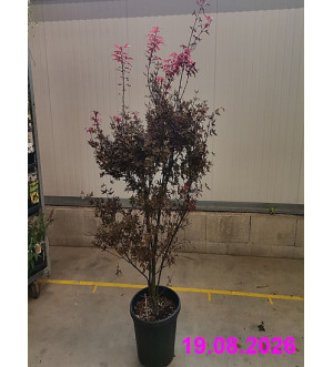 Acer palm. 'Skeeter's Broom' C 25 L
